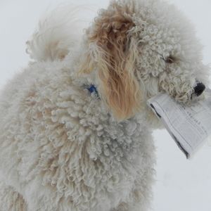 Meet your Posher, Lori